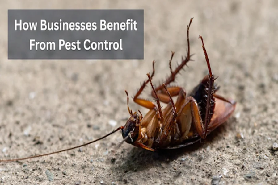 How Businesses Benefit From Pest Control