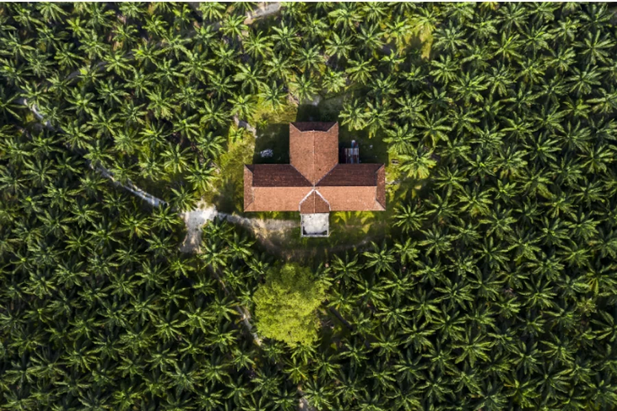 Palm Tree Fertilization