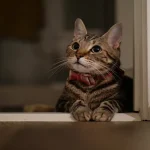 How Indoor Living Affects Different Cat Breeds According to Genetics