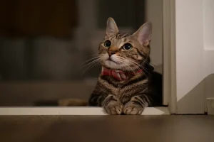 How Indoor Living Affects Different Cat Breeds According to Genetics